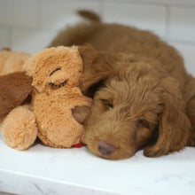 Load image into Gallery viewer, Pet Anxiety Relief Toy with Heartbeat - 50% OFF Today Only