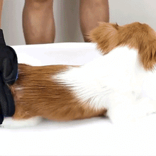 Load image into Gallery viewer, Pet Fur Coat Cleaning Gloves - 50% Off Today Only