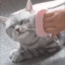 Load image into Gallery viewer, Pet Hair Removal And Massaging Comb - 50% Off Today Only
